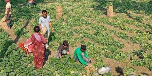 ক্ষেতেই নষ্ট হচ্ছে হাজার হাজার মণ আলু